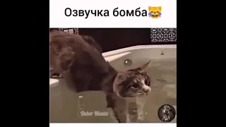 Кот нырнул😂😺