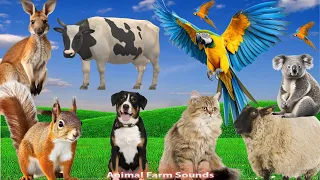 Cute Farm Animals Around Us: Cat, Dog, Duck, Cow, Squirrel, Parrot - Animal Paradise