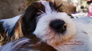 Petit Basset Griffon Vendeen - 7 week