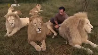 Wild Life - Living With LIONS - Full Length Documentary