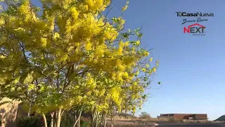 El nuevo lujo: construir tu casa con amplios espacios y naturaleza en un gran terreno