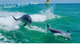 Dolphin watch Tour in Galveston |Things to Do in Galveston TX