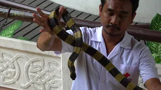 Bangkok, Thailand - Snake Farm (How to Hold a Snake)