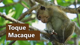 Endangered Primates of Sri Lanka  - Toque Macaque