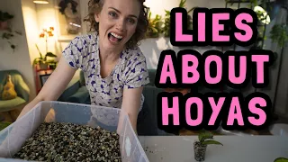 REPOTTING IMPORTED HOYAS | HOYA MYTHS