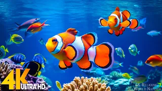 Aquarium 4K VIDEO ULTRA HD 🐠 Beautiful Coral Reef Fish   Relaxing Sleep Meditation Music #27