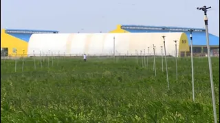 Посевы риса сократят в Кызылординской области