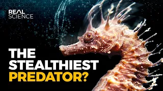 The Insane Biology of: The Seahorse