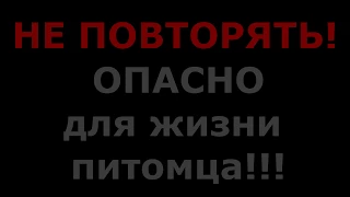 ЖИВОДЕРЫ И ЖИВОДЕРКИ УБИЛИ... / УЖАСНЫЕ ХОЗЯЕВА / ХОМЯК В ОПАСНОСТИ / ХОМКИ В УЖАСЕ / АЛИСА ИЗИ