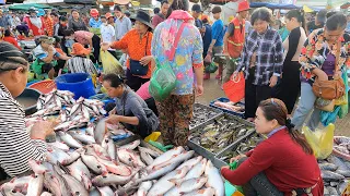 Cambodian Largest Fish Wholesale & Fish Distribution - Fish Market Scenes 2023