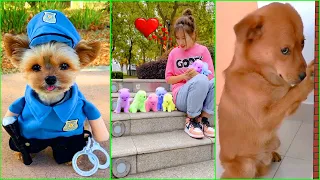 Tik Tok Chó Phốc Sóc Mini 😍 Funny and Cute Pomeranian #114