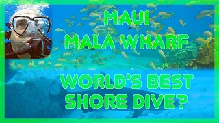 Shore dive at Mala Wharf, Maui. World's best shore dive???