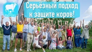 Серьёзный подход к защите коров