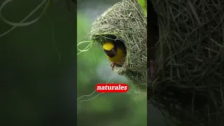 EL MEJOR ARQUITECTO DE LA NATURALEZA #shorts #curiosidades #aves