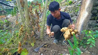 FULL VIDEO: 450 Days Build Life -  Harvest Jicama. Together with Mr. DT build a house