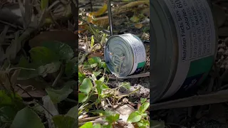 .177 Power Vs Tuna can #florida #iguana #outdoor #hunting #shooting #airriflehunting #training