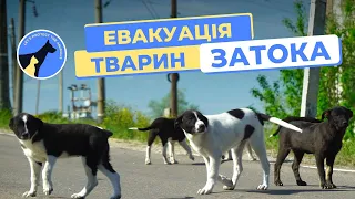 Евакуація тварин із Затоки | ЗооПатруль Україна