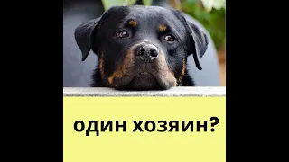 собака выбирает одного хозяина на всю жизнь? правда или миф