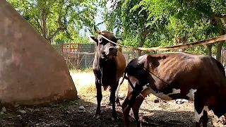 Excellent Bull and my Cow || Village animals ||