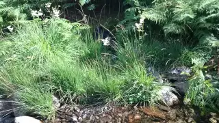 Gabor exploring in Tanygrisiau