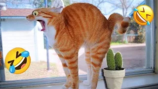 Funniest Animals 2024 😻 Best Funny Cats and Dogs Videos 😍🐶 #2