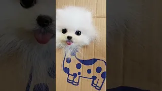 Милый щенок шпиц ТикТок / Смешной щенок /Chó Phốc Sóc Mini/Cute puppies Funny TikTok