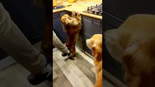 bakery dog / english cocker spaniel/ funny dog / part 2/ английский кокер спаниель