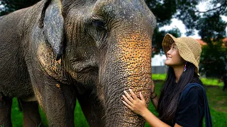 🇹🇭 Elephant Sanctuaries in KOH SAMUI Thailand Need Your Help