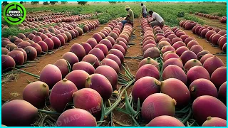 The Most Modern Agriculture Machines That Are At Another Level, How To Harvest Persimmons In Farm ▶1