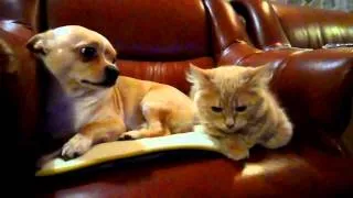 Настоящая дружба кота и собаки! | True friendship of a cat and dog!