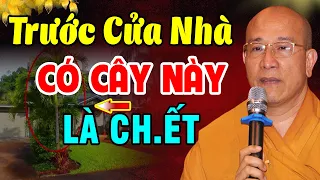 Chớ Dại TRỒNG CÂY Này TRƯỚC CỬA Nhà Kẻo Gia Chủ NGHÈO BỀN VỮNG,VẬN ĐEN ĐEO BÁM Triền Miên! Nghe Ngay