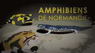 Les Amphibiens de Normandie