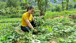 3 Days Make a Garden, Cook Delicious Food for Pigs, Build Life