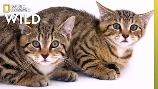 Rescued Scottish Wildcat Kittens Among Last of Their Kind | Nat Geo Wild