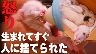 【閲覧注意】ずぶ濡れで捨てられた生後1日の赤ちゃん猫を保護…捨てた者への怒り…子猫の悲しく切ない命のメッセージ