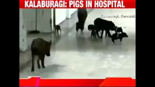 Karnataka: Pigs roam freely inside Kalaburagi COVID hospital