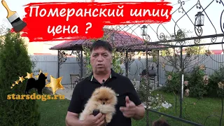 померанский шпиц цена ?