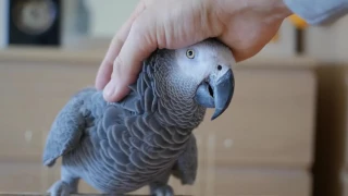 African gray parrot in 4k