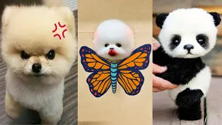 Tik Tok Chó Phốc Sóc Mini 😍 Funny and Cute Pomeranian #301