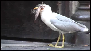 Туристы сняли на видео, как монстр-чайка убила и проглотила голубя целиком