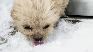 Poor puppy abandoned, crying and eating snowflakes, shivering from the cold, take it home