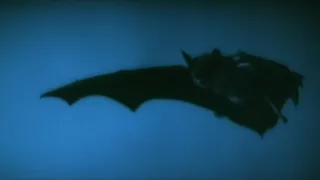 Slow Motion Bat from Nosferatu 1979