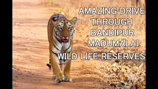 Bandipur, Madumalai Wild Life - Drive Thru Tiger Reserve in 4K