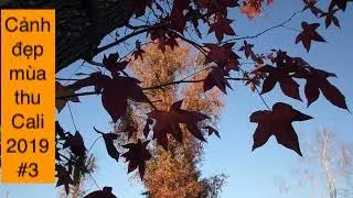 BEAUTIFUL AUTUMN in California 2019#3