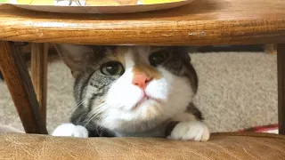 Disabled cat asks for one specific thing every day