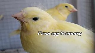 From egg to canary!/De huevo a canario!