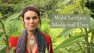 Medicinal Uses of Wild Lettuce (Lactuca virosa) with Marina Kesso