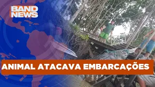 Ribeirinhos abatem jacaré de 5 metros em rio no Acre | BandNews TV