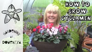 Growing Cyclamen Indoors & Common Mistakes || Quick & Easy Guide