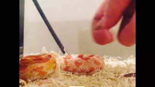 corn snake biting